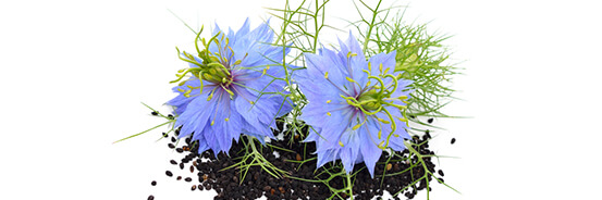 L'huile végétale de Nigelle